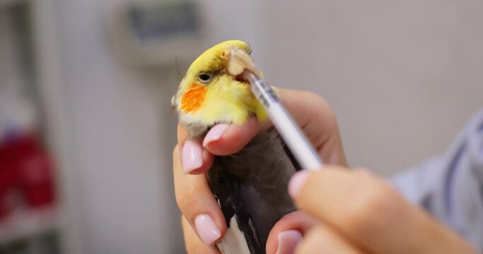 A doctor gives medicine from a syringe into a parrot's beak. A veterinarian treats a sick parrot by pouring medicine from a syringe into its beak. A doctor treats a small parrot with care.