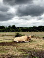 Vache qui ce repose 