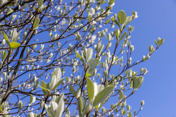 rowan tree with the first foliage in the spring park