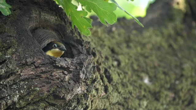Greater honeyguide fledgling looks at surroundings from his nest hole in oak tree branch