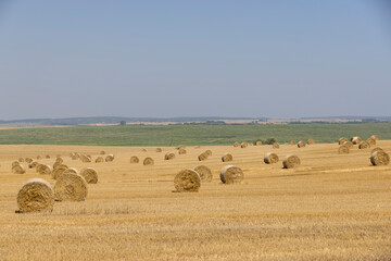 stacks of wheat straw in the field after harvest