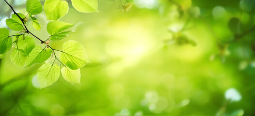 Beautiful natural spring summer defocused background with fresh lush foliage and bokeh in nature. - obrazy, fototapety, plakaty