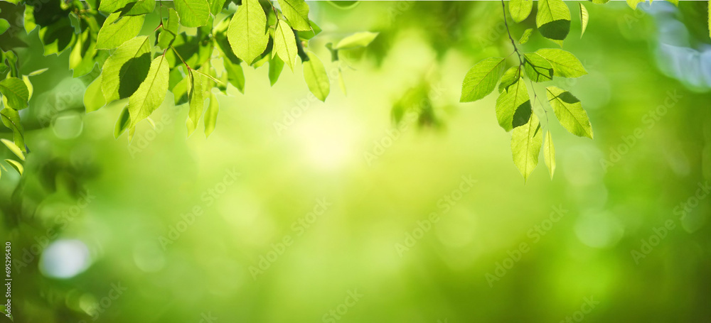 Aufkleber beautiful natural spring summer defocused background with fresh lush foliage and bokeh in nature.