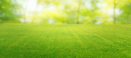 Foto auf Acrylglas Bereich Beautiful summer natural landscape with lawn with cut fresh grass in early morning with light fog. Panoramic spring background.