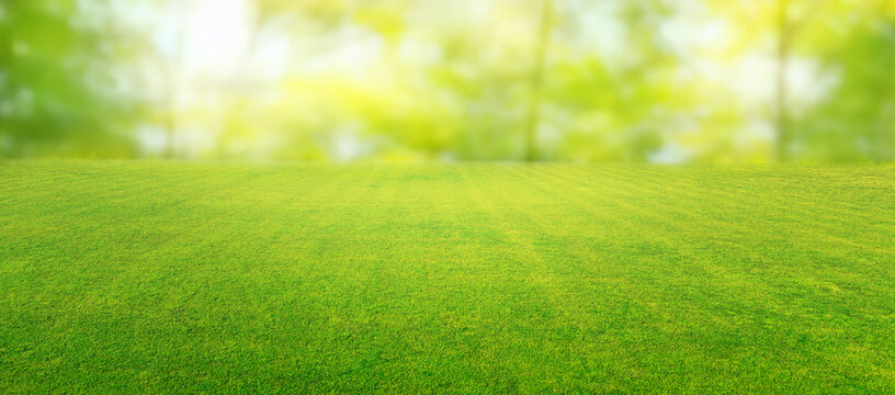 Fototapeta Beautiful summer natural landscape with lawn with cut fresh grass in early morning with light fog. Panoramic spring background.