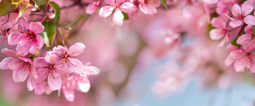 Beautiful spring natural background with pink cherry blossom flowers close up macro.