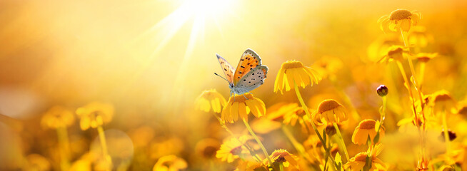 Beautiful butterfly on a daisy flower in nature outdoors close-up macro in spring or summer in warm...