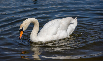 white swans swimming in the lake in summer