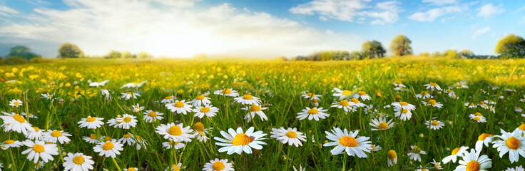 Beautiful spring summer natural pastoral landscape with flowering field of daisies in grass in rays...
