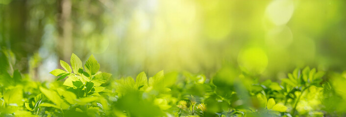 Beautiful natural background image of young lush green grass in the bright sunlight of a summer...