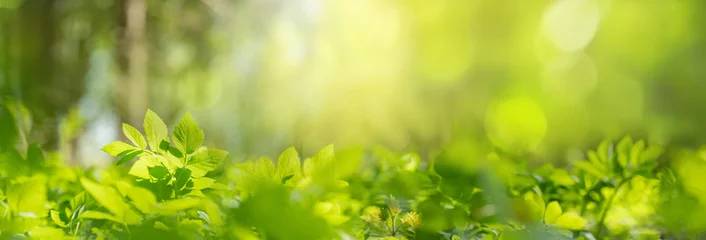 Papier Peint photo Herbe Beautiful natural background image of young lush green grass in the bright sunlight of a summer spring morning close up.