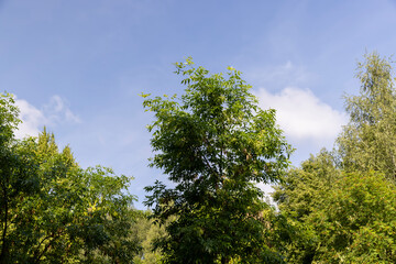 beautiful foliage of trees in a mixed forest with green foliage
