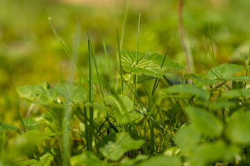 green grass in the spring season in the park