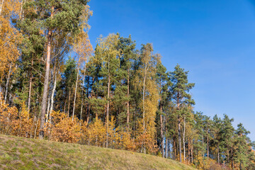 yellowed foliage on birch trees in the autumn season