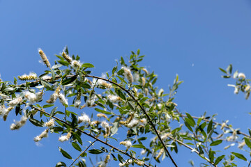 light white fluff from willow in spring