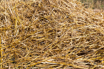 A field with cereals in the summer