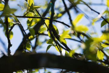 the branches of the bird cherry tree in the spring season