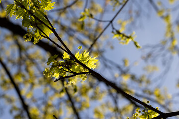 long maple flowers in the spring season, beautiful maple