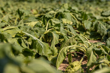 a field with withered beets during heat and drought