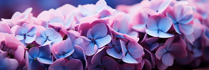 Photo sur Plexiglas Pantone 2022 very peri Closeup Hydrangea Flowers Colored Very Peri , Banner Image For Website, Background, Desktop Wallpaper