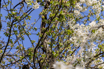 spring garden with cherry blossoms in sunny weather