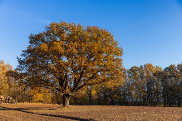 an old huge oak with orange autumn foliage