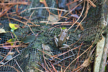 Common frog, also known as the common European frog.