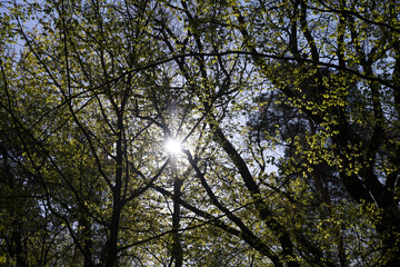 deciduous trees in the forest in the spring season