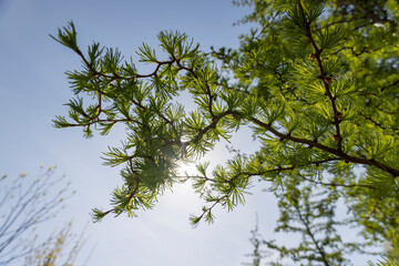 soft green needles on larch in spring, close-up