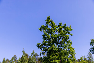 tall pine trees in the forest in the summer