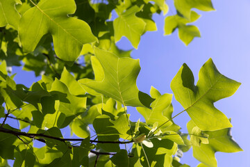 beautiful foliage tree tulip tree with green foliage