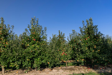Fototapeta na wymiar ripe harvest of apples hanging on trees, orchard