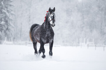 beautiful grey horse walking in heavy snow