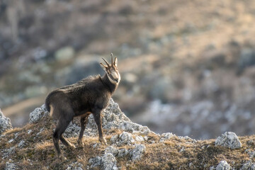 Winter male alpine chamois, Rupicapra rupicapra, standing on rocks against blurred slopes...