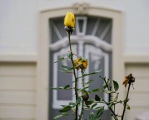 Gelbe verwelkte Rosen vor herrschaftlicher beige-weißer Hausfassade mit grau-weißer Haustür aus...