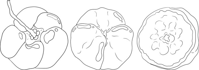 Red acerola berry, barbados cherry, Malpighia emarginata. Illustration of exotic superfood, fruits. Hand drawn line objects 