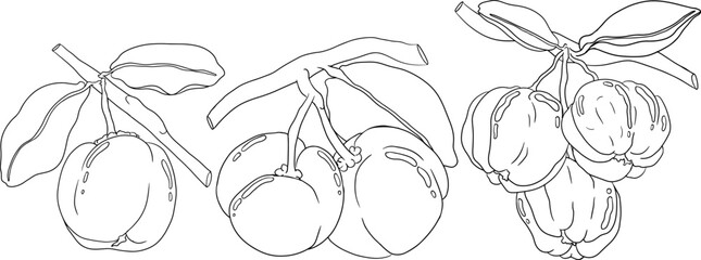 Red acerola berry, barbados cherry, Malpighia emarginata. Illustration of exotic superfood, fruits. Hand drawn line objects 