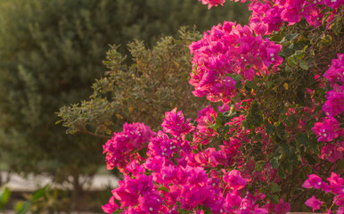 pink blossoms from a shrub in a garden from a resort