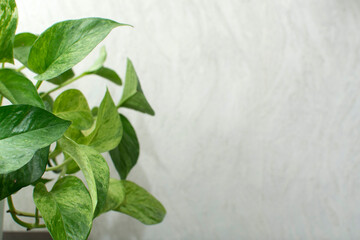 Close up of a Home decorative plant in the room	