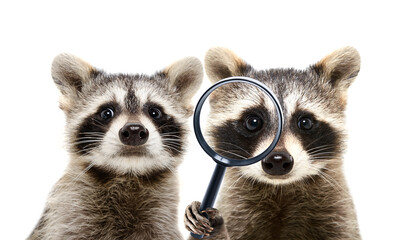Portrait of a two funny curious raccoons looking through a magnifying glass isolated on a white background - obrazy, fototapety, plakaty