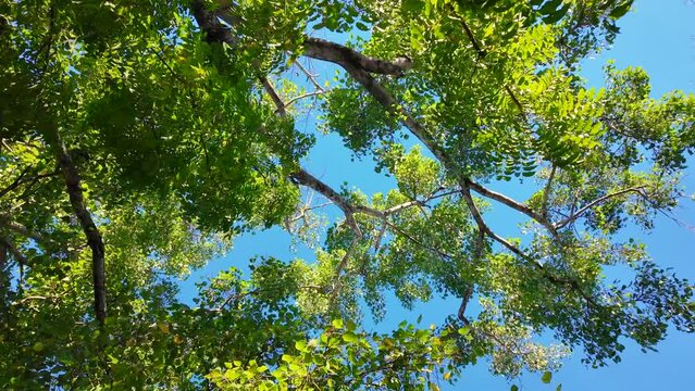 Low angle view of tree top waving slowly in the sunny day.