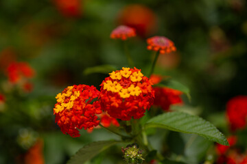 Lantana pospolita, piękne żółte i pomarańczowe kwiaty egzotyczne 