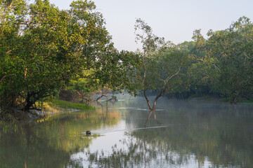 Peaceful morning landscape view of mangrove forest with reflection in water in the Sundarbans national park, a UNESCO World Heritage site, Bangladesh