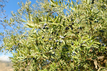 Obraz na płótnie Canvas olive evergreen tree, Olea europaea with green leaves ripening fruits on branches against backdrop beautiful Mediterranean mountains, olive grove spring sunlight, beauty Spain, Andalusia, ‎Olive oil
