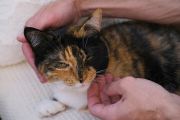 close up positive young man plays with domestic tortoiseshell, chimera cat, stroking four-legged...