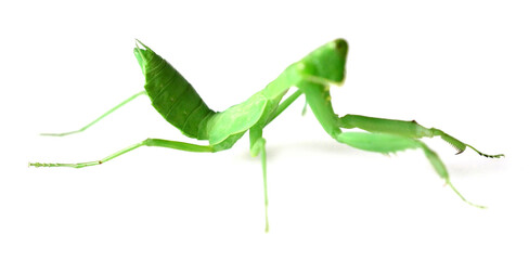 cute mantis