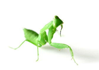 cute mantis