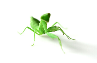 cute mantis