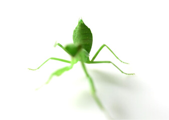 cute mantis