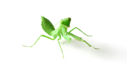 cute mantis